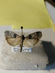 Sciota rhenella