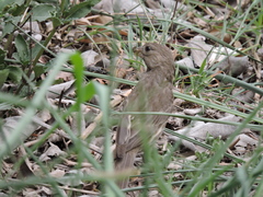 Haemorhous mexicanus
