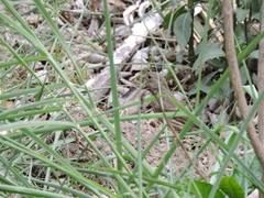 Haemorhous mexicanus