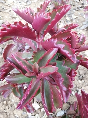 Kalanchoe sexangularis