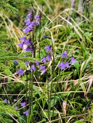 Soldanella montana