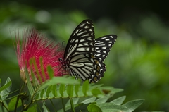 Papilio clytia