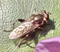 Chalcosyrphus nemorum