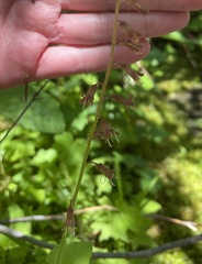 Tolmiea diplomenziesii