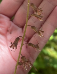 Tolmiea diplomenziesii