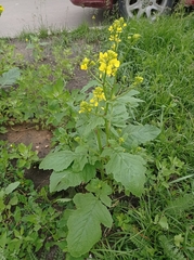 Rhamphospermum arvense