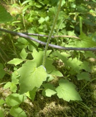 Tolmiea diplomenziesii