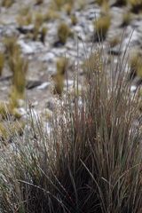 Festuca chrysophylla