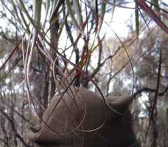 Dracophyllum elegantissimum