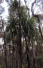 Dracophyllum elegantissimum