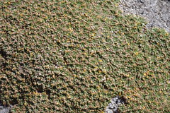 Azorella diapensioides