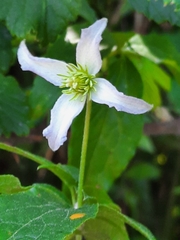 Clematis campaniflora