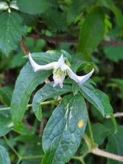 Clematis campaniflora
