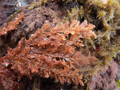 Cumathamnion decipiens