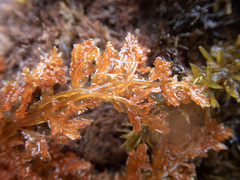 Cumathamnion decipiens