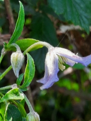 Clematis campaniflora