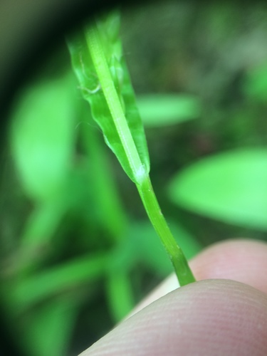 Image of Nerveless Woodland Sedge (Carex leptonervia) by no rights reserved