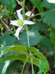 Clematis campaniflora