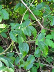 Clematis campaniflora