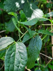 Clematis campaniflora