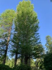 Taxodium distichum