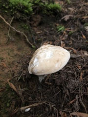 Calocybe