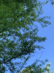 Taxodium distichum