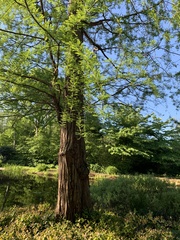 Taxodium distichum