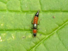 Paederus riparius