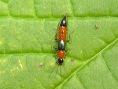 Paederus riparius