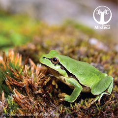 Hyla euphorbiacea