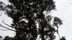 Eucalyptus marginata marginata