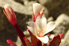 Epilobium pycnostachyum