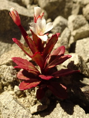 Epilobium pycnostachyum