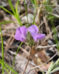 Gueldenstaedtia verna