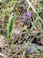 Gueldenstaedtia verna