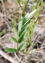 Gueldenstaedtia verna