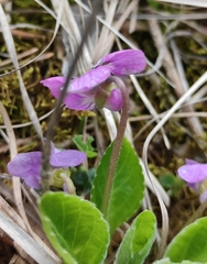 Viola gmeliniana