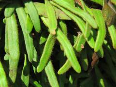 Pyrrosia linearifolia