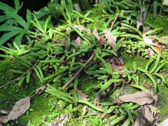 Pyrrosia linearifolia