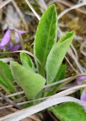 Viola gmeliniana