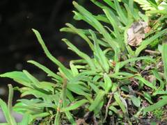 Pyrrosia linearifolia