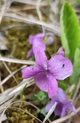 Viola gmeliniana