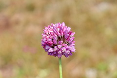 Allium rotundum jajlae