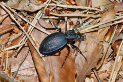Carabus gyllenhalii