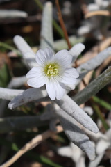 Cerastium biebersteinii