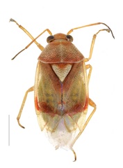 Orthops pilosulus