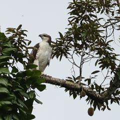 Nisaetus cirrhatus limnaeetus