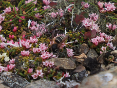 Dolichovespula albida