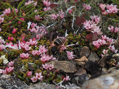 Dolichovespula albida